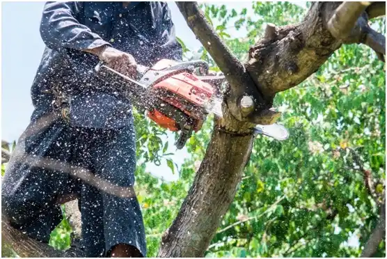 tree services Fayetteville